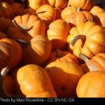 September 2016 Top 5 pumpkins